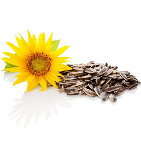 POETRY Skincare. Sunflower seeds and a sunflower beside them. POETRY Skincare uses natural, organic and biocompatible ingredients which have been scientifically tested.
