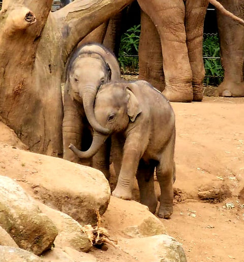 POETRY Skincare photo taken of the new baby elephants at the Royal melbourne Zoo.